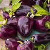 Paprika tmavá Nokturn sladká stredná 0,5g PNOS