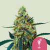 Royal Queen Seeds Cannabis Seeds Mimosa Feminizované 3 ks