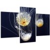 Obraz - medúzy (Obraz 90x60cm)