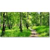 Foto obraz fotografie na skle Břízová les 100x50 cm
