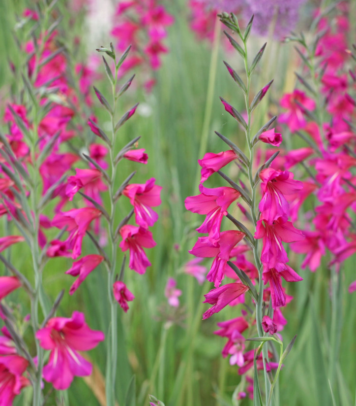 Gladiola obyčajná - Gladiolus byzantinus - hľuzy gladioly - 3 ks