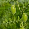 Cícer Donia - Cicer - predaj semien - 15 ks