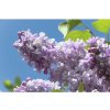 Orgován obyčajný FloraSelf Syringa vulgaris „Beauty of Moscow“ 40-60 cm kvetináč 3 l