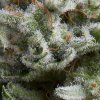 Pyramid Seeds Auto Anesthesia semena neobsahuji THC 50 ks