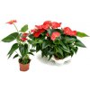 Anthurium andreanum Bambino red pots.9 v.30 cm