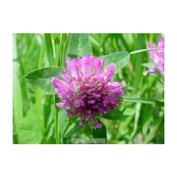 Ďatelina červená lúčna - Trifolium pratense - semená ďateliny - semiačka - 100 ks