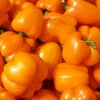 Paprika Snack Orange - Capsicum annuum - semená paprík - 6 ks