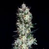 Absolute Cannabis Seeds - Rittus Haze 50 ks - Semienka neobsahujú THC