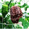 Nagabrain Chocolate - chilli semena 10 ks