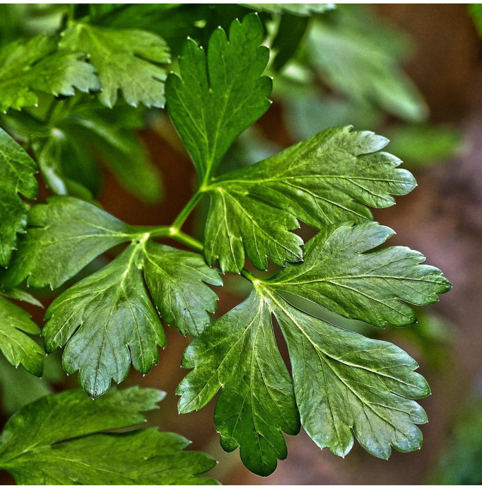 Petržlen Amsterdam - Petroselinum crispum - semená petržlena - 800 ks