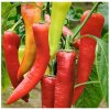 BIO paprika Sweet Dreams - Capsicum annuum - bio semená papriky - 10 ks