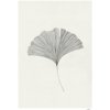Plagát 50x70 cm Ginkgo Leaf – Ana Frois – The Poster Club