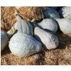 Tekvica Blue Hubbard - Cucurbita maxima - predaj semien - 7 Ks