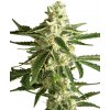 White Label White Diesel Haze Automatic semena neobsahuji THC 5 ks