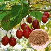 Semená Stromového Paradajka Cyphomandra Betacea - Tamarillo 1 g
