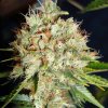 Ministry of Cannabis Big Bud XXL semena neobsahují THC 25 ks