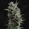 T.H.Seeds™ Cannabis Seeds Auto Critical HOG™, rôzne balenie, feminizované 2 ks