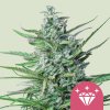 Royal Queen Seeds Špeciálne semená kanabisu Kush #1 feminizované 5 ks