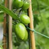 Paradajka Artisan Green Tiger - Solanum lycopersicum - semená - 5 ks