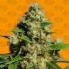 Original Sensible Seeds - Banana Sherbet 10 ks - Semená neobsahujú THC