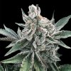 Silent Seeds Cannabis Seeds Polar Gelato Auto od Sherbinskis 3 ks