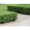 Cezmína Luxus Hedge, výška 15-30 cm, kvetináč 9 cm