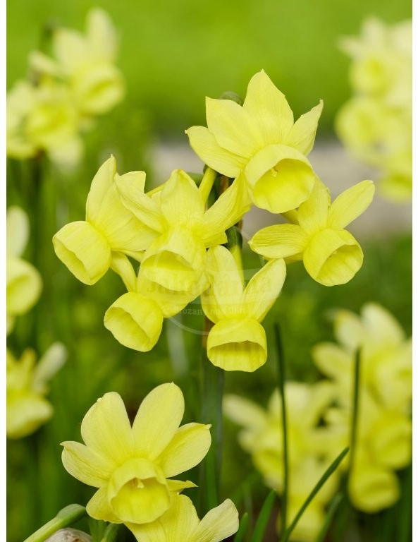 Narcis \'Angels Whisper\' 5 ks