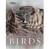 Splendor of Birds