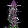 Spliff Seeds - Purple Berry Kush 5 ks - Semená neobsahujú THC