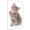 Vertikálny foto obraz sklo tvrdené Kocúr 50x100 cm