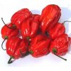 Paprika 'Habanero Red' semená 0,2 g
