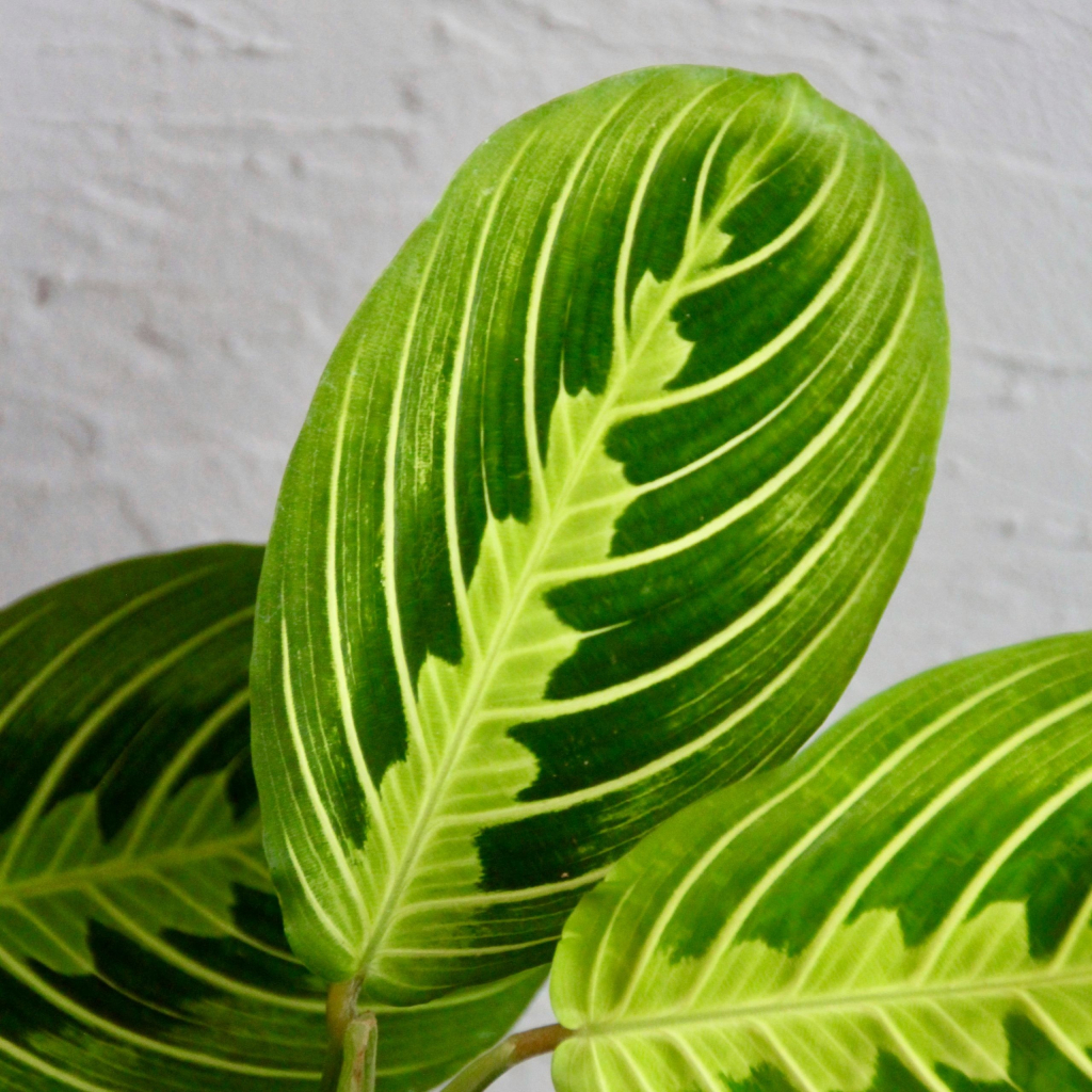 Maranta Leuconeura Lemon Lime