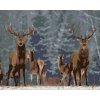 zuty Zuty - Maľovanie Podľa Čísel - Ušľachtilí Jelene, 80X100 Cm, Plátno+Rám (8596530084952)