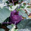 BIO Kaleráb Blaro - Brassica oleracea var. gongylodes - predaj bio semien - 50 ks