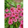Strapatkovka Echinacea 'Purpurea magnus' 1 ks