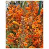 Agastache Apricot Sprite - Agastache aurantiaca - semená - 20 ks