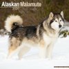 Kalendár 2026 Alaskan Malamute, 30,5 x 30,5 (30,5 x 61) cm