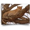 Sablio Obraz Leopard 2 - 90x60 cm