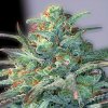 G13 Labs Seeds - Eggnog OG 5 ks - Semená neobsahujú THC