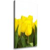 Vertikálny foto obraz na plátne Žlté tulipány 50x100 cm