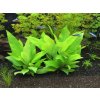 Hygrophila guyanensis