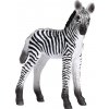Mojo Zebra mládě