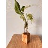 BotaneryLab ELEMENT Jaseň - stojan na zakoreňovanie, svetlé drevo WoodenBotanery Motív: C