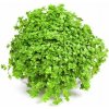 Dennerle Hemianthus callitrichoides Cuba In-Vitro