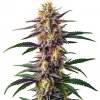 Blimburn Seeds - Gelato Fast 9 ks - semená neobsahujú THC