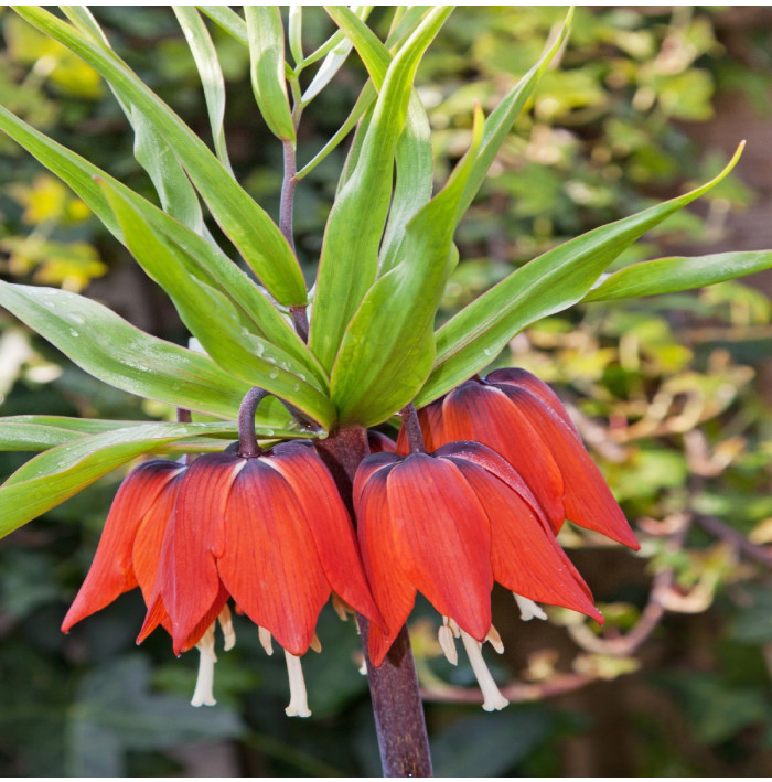 Korunkovka kráľovská červená - Fritillaria imperialis rubra - cibuľoviny - 1 ks