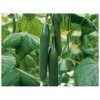 Bio Uhorka šalátová Kalunga F1 - Cucumis sativus - predaj bio semien - 4 ks