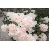 Pivónia bylinná (Paeonia lactiflora) ´SHIRLEY TEMPLE´ - kont. C1L