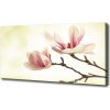 Foto obraz na plátne Magnólie 100x50 cm