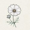 Jora Dahl Cosmos bipinnatus 